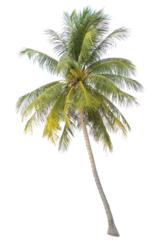 Gardinen tropical palm tree isolated © thekopmylife