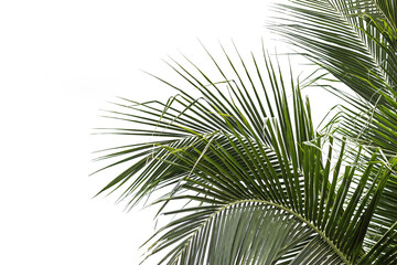 Obraz na płótnie Canvas beautiful nature green palm leaf on tropical beach with bokeh sun light wave abstract background. Copy space of summer vacation and business travel concept. Vintage tone filter effect color style