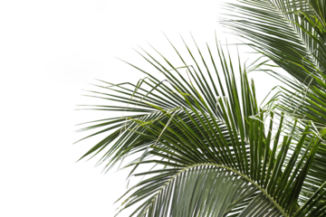 beautiful nature green palm leaf on tropical beach with bokeh sun light wave abstract background. Copy space of summer vacation and business travel concept. Vintage tone filter effect color style