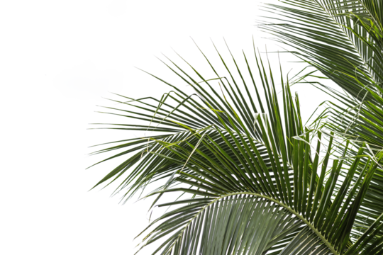 beautiful nature green palm leaf on tropical beach with bokeh sun light wave abstract background. Copy space of summer vacation and business travel concept. Vintage tone filter effect color style