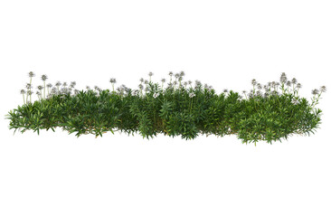 Obraz premium Flowers on a transparent background