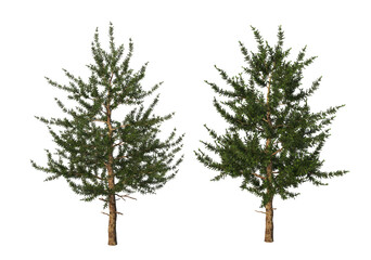Pine trees on a transparent background