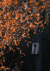 Fall colour leaves with birdhouse at autumn evening - 522456467