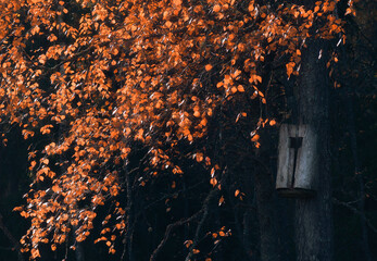 Fall colour leaves with birdhouse at autumn evening - 522456468