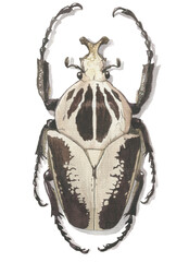 Watercolor clipart bug. Goliath beetle. Big beetle. 