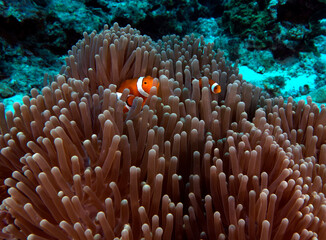 Naklejka na ściany i meble A pair of False clown anemonefish in anemone Boracay Philippines