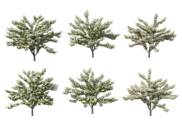 Trees with flowers on a transparent background