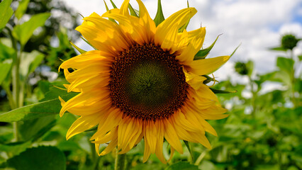Natural background of sunflowers, sunflower blooming time in Latvia August