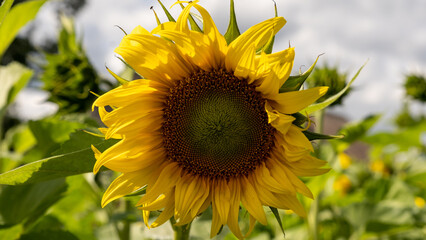 Natural background of sunflowers, sunflower blooming time in Latvia August