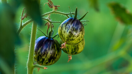 Cultivation of organic tomatoes Blue Berries. Fresh purple heirloom plant and fruit. Growing tomatoes in greenhouse.