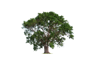 Large Bothi tree or Pipal tree isolated on transparent background, Png file