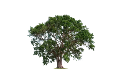  Large Bothi tree or Pipal tree on transparent background, Png file © Prapat
