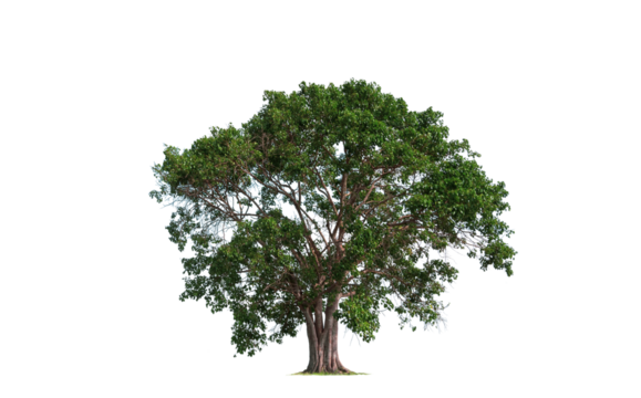 Large Bothi tree or Pipal tree on transparent background, Png file