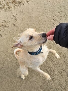Person standing on a beach touching her dog's nose, Fanoe, Jutland, Denmark