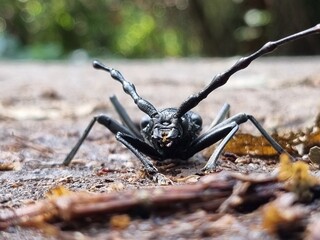 Big ugly black bug