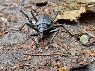 Big ugly black bug