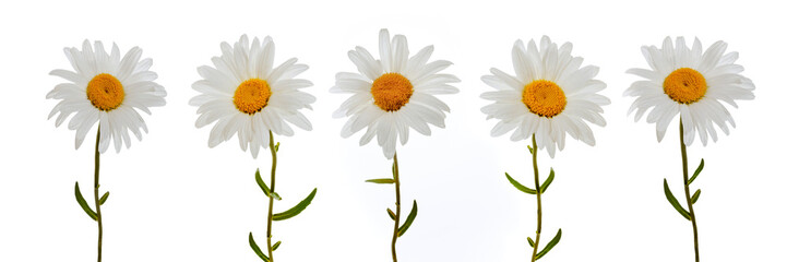 Naklejka premium Set of beautiful chamomile flowers on white background, 5 Chamomiles isolated on white background without shadow