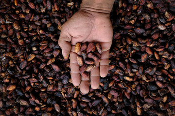 Overhead view of a farmer holding a handful of freshly picked cocoa beans