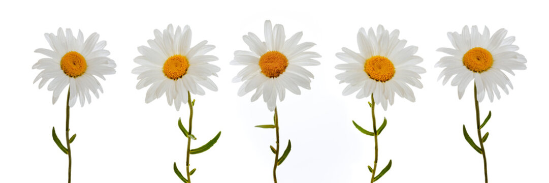 Set of beautiful chamomile flowers on white background,  5 Chamomiles isolated on white background without shadow