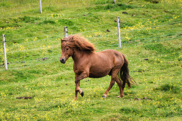 Brown horse galloping on field in livestock on summer day at Iceland