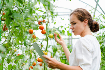 Female quality product inspector holding digital tablet in hand and examining organic vegetables in greenhouse.