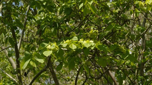 The green leaves of the wych elm tree in the yard on a sunny day in Estonia