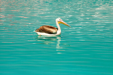 pelican bird swimming in the pool