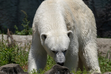 ホッキョクグマ