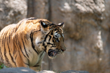 カッコいいトラ