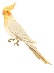 Watercolor cockatiel bird illustration
