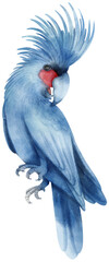 Watercolor great black cockatoo bird illustration © b.illustrations