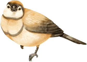 Watercolor finch bird illustration