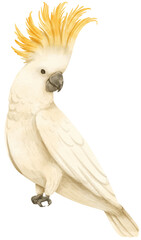 Watercolor sulphur-crested cockatoo bird illustration - obrazy, fototapety, plakaty