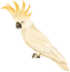 Watercolor sulphur-crested cockatoo bird illustration © b.illustrations