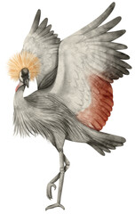 Watercolor grey crowned crane bird illustration