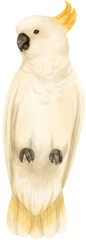 Watercolor sulphur-crested cockatoo bird illustration