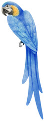 Watercolor of macaw parrot bird illustration © b.illustrations