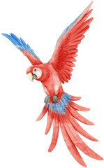 Watercolor of macaw parrot bird illustration © b.illustrations