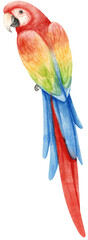 Watercolor of macaw parrot bird illustration © b.illustrations