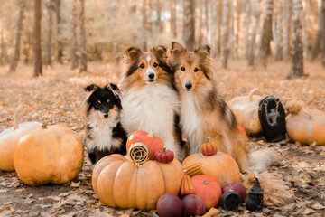 Dog with pumpkins. Shetland Sheepdog. Thanksgiving day. Fall season. Halloween holidays. Sheltie...