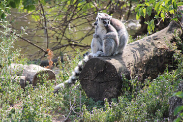 lemurs (maki catta) in a zoo in vienna (austria)