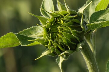 Closeup of sunflower bud with blurred background. Green background. Natural background. Flower bud. Flower texture.