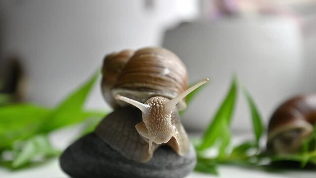 Cute garden snail sits on round pebble in garden moving horned head slowly