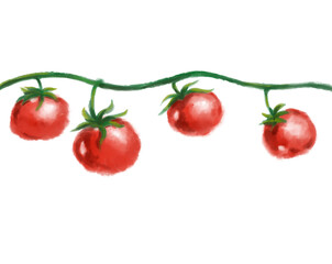Tomato vine watercolor painting illustration fresh red vegetable illustration banner