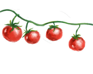 Tomato vine watercolor painting illustration fresh red vegetable illustration banner