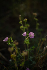 Obraz premium garden flowers at the sunset