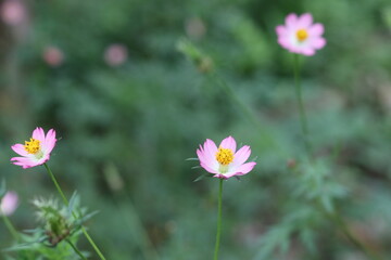 closeup of the beauty of crocus sativus flowers in the garden