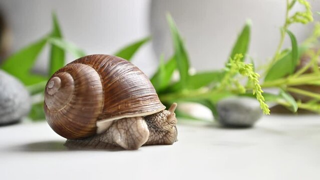 garden snail emerges from shell and feels everything around with its antennae