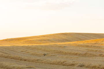 Fototapeta na wymiar Mowed cereal field. Agriculture. Selective focus. Copy space.