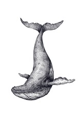 Hump back whale drawing on white background  © saranya